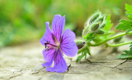 送给男生的花的文案伤感