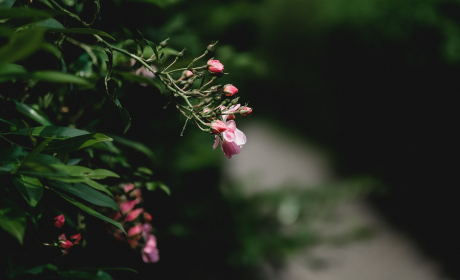 关于夜晚花朵的文案伤感，夜花凋零，伤感独白